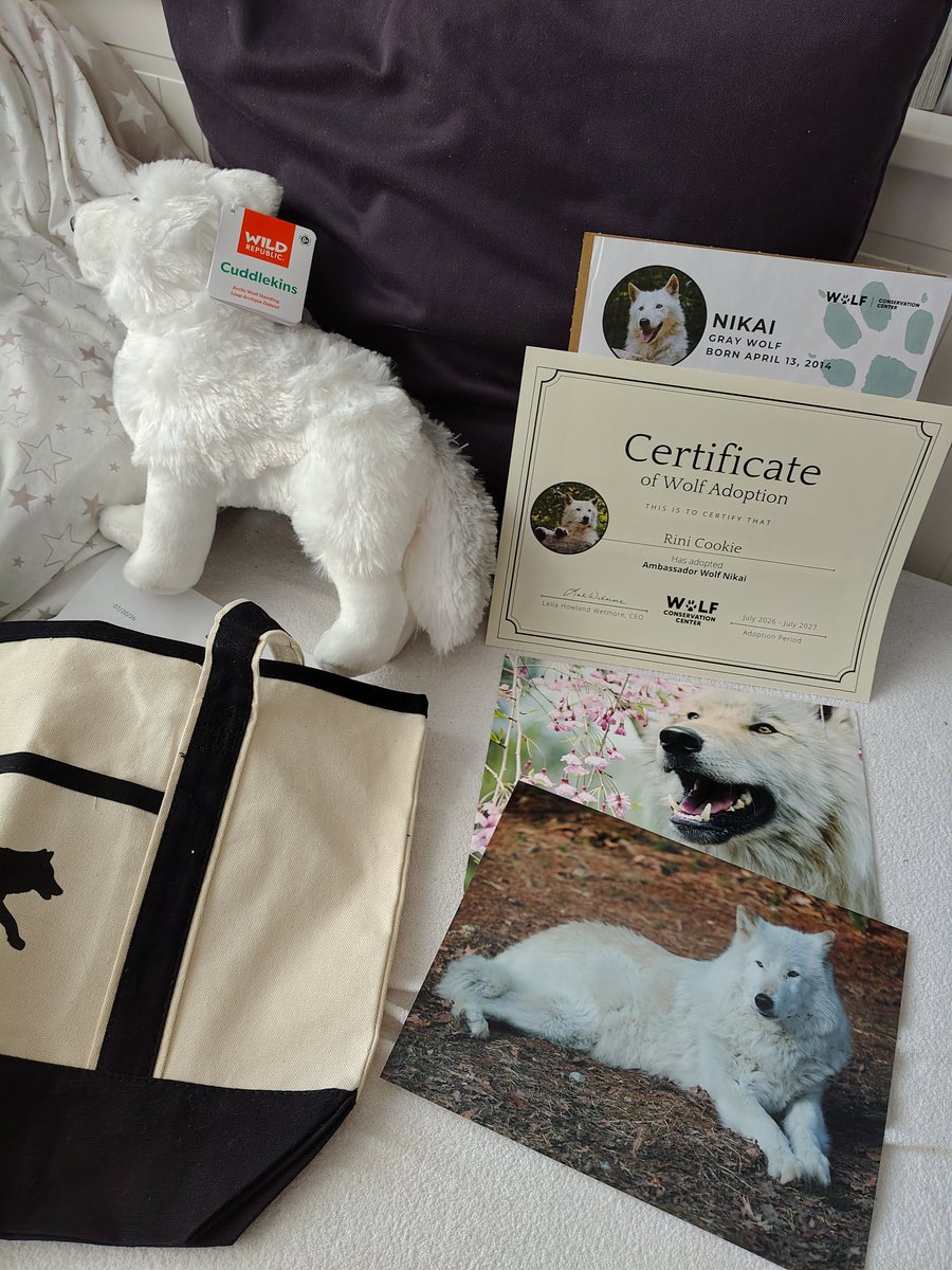 RiniCookie's tweet photo. It took a while, but I finally recieved the goods from adopting a wolf, Nikai. Didn't know how to adopt in Valko's name, but they seem to caught on it 🥹

Thank you so much for this opportunity @nywolforg Let's continue to howl for love together! 🐺

#ValkoIsLoved #ValkoLADS https://t.co/a29RQF5Fmi