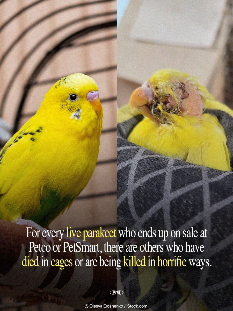 peta's tweet photo. Let that sink in.

This parakeet on the right, Nancy, suffered severe injuries for weeks, yet staff at a factory in @Petco's supply chain refused to help her. She died 💔 Every bird purchased helps keep this cycle going. https://t.co/U1FwexGr02