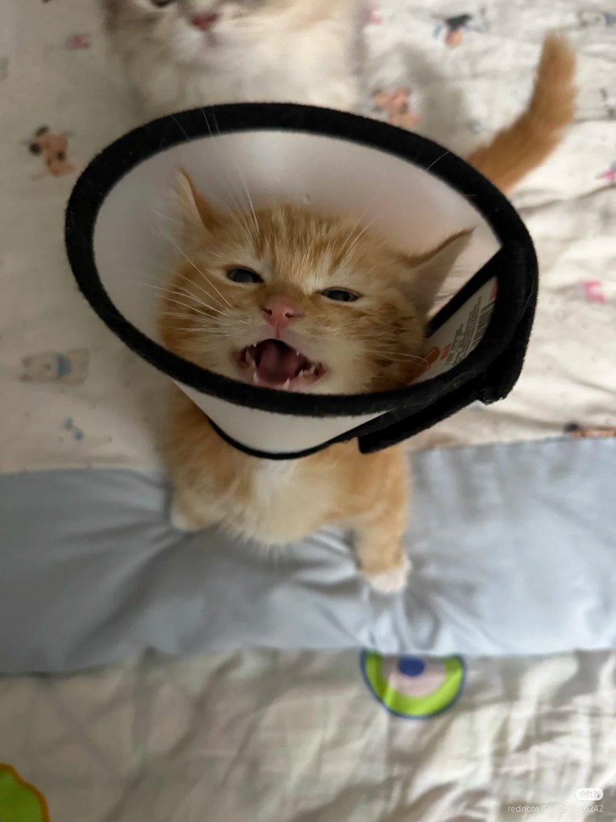 nocontextscats's tweet photo. aaaaa https://t.co/j3VC8ZYeEs