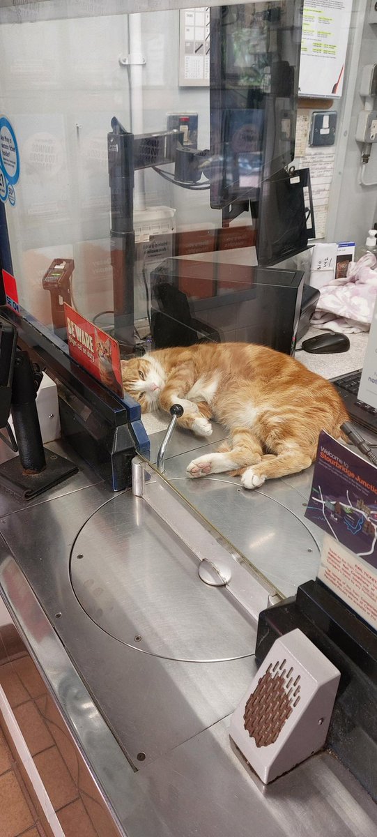 TheStourbridge's tweet photo. BEWARE: ginger cat on duty. ⚠️🐈

Please approach with caution…

He may be asleep, he may appear completely harmless, but at any moment he could wake up and demand a treato. https://t.co/xcHQOAMAj8