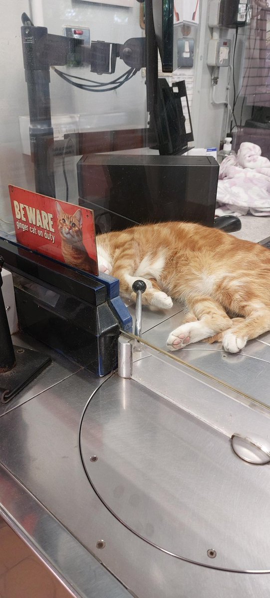 TheStourbridge's tweet photo. BEWARE: ginger cat on duty. ⚠️🐈

Please approach with caution…

He may be asleep, he may appear completely harmless, but at any moment he could wake up and demand a treato. https://t.co/xcHQOAMAj8