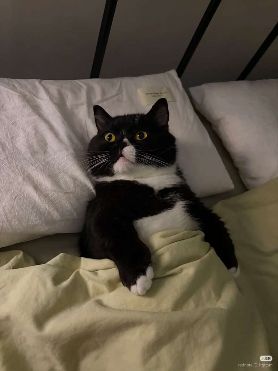 nocontextscats's tweet photo. "Oh no i overslept!"
"Nvm im a cat" https://t.co/V5dG0VFlIy