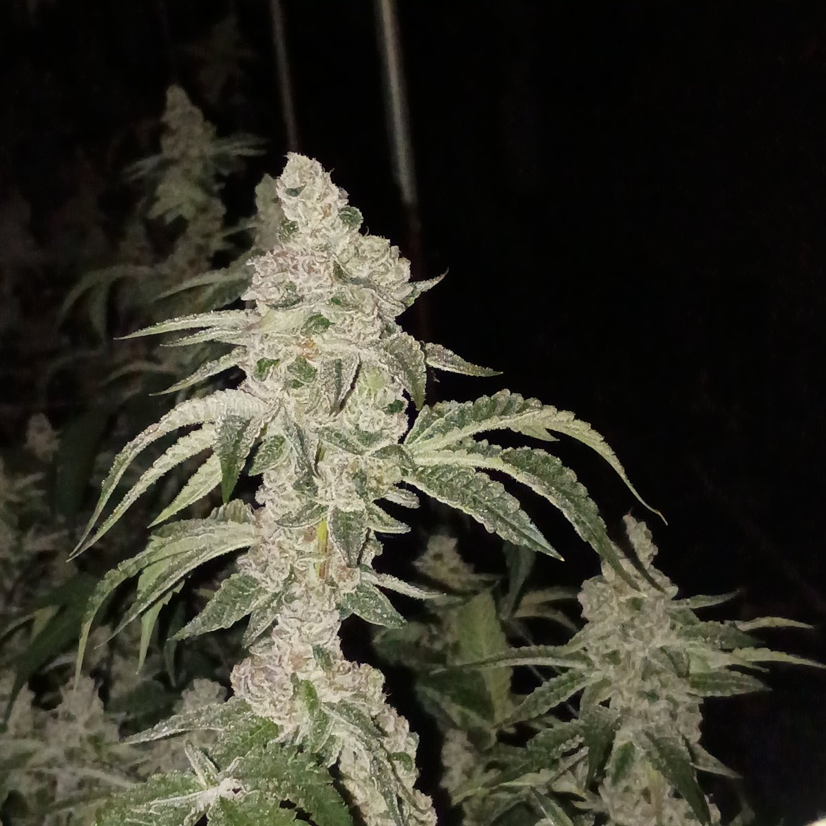 PStarseed420's tweet photo. Vice City
Definitely her greasiest run yet! 
🙂💚🤙 https://t.co/Oti9py0QWj