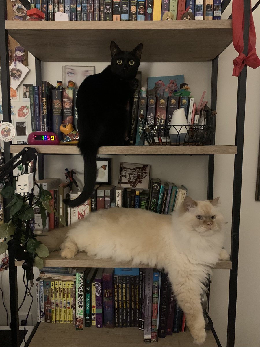 gonzpics's tweet photo. bookshelf beasts https://t.co/GQ7d8jAdX4
