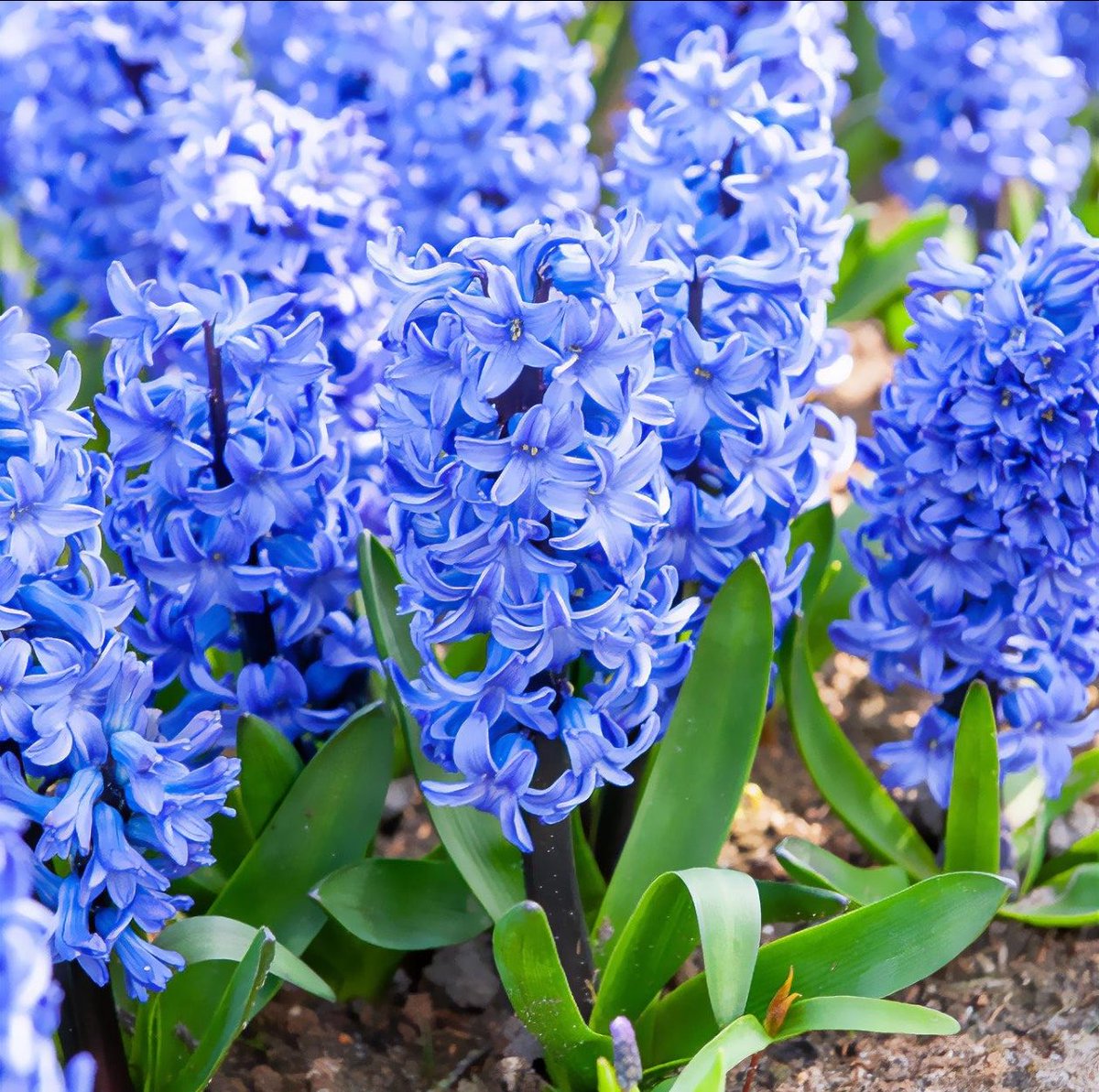 Myriamemmanuell's tweet photo. 📌🌸 Jacinthe

🌸 Jacinthe

🌿 Nom scientifique : Hyacinthus orientalis
👨‍👩‍👧 Famille : Asparagacées (Asparagaceae)
🌍 Origine : région méditerranéenne orientale, notamment la Turquie, la Syrie et les régions voisines.
🌱 Type : plante vivace à bulbe.
🌸 Fleurs : elles sont regroupées en grappes denses et dégagent généralement un parfum très agréable.
🎨 Couleurs : bleu, violet, rose, blanc, jaune et différentes nuances selon les variétés.
🌺 Floraison : elle a souvent lieu au printemps, selon le climat et les conditions de culture.
🌱 Bulbe : il permet à la plante de conserver des réserves et de repousser lors de la saison favorable.
🐝 Pollinisateurs : ses fleurs peuvent attirer les abeilles et d’autres insectes.
🌞 Culture : elle apprécie généralement une bonne luminosité et un sol bien drainé.
💐 Utilisation : très populaire dans les jardins, les pots et les compositions florales.
💜 Symbolique : la jacinthe peut représenter la beauté, la constance, le renouveau et, selon les traditions, différents sentiments amoureux.