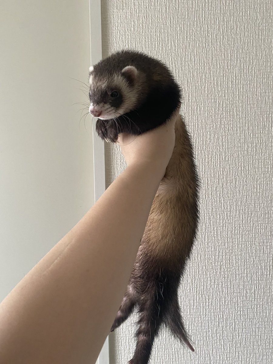 NazeUedappoido's tweet photo. フェレットのレグさん。
今し方、わたしの腕の中で息を引き取りました。
先週から息も荒かったのに1週間も良く耐えたなって感じです。ここ毎晩聞いてた息の声がはたりと消えたので心の準備ができだと思いましたが、やっぱり悲しいです。
応援してくれた皆様ありがとうございました。
7歳10ヶ月 https://t.co/Q6jGUMYFgb
