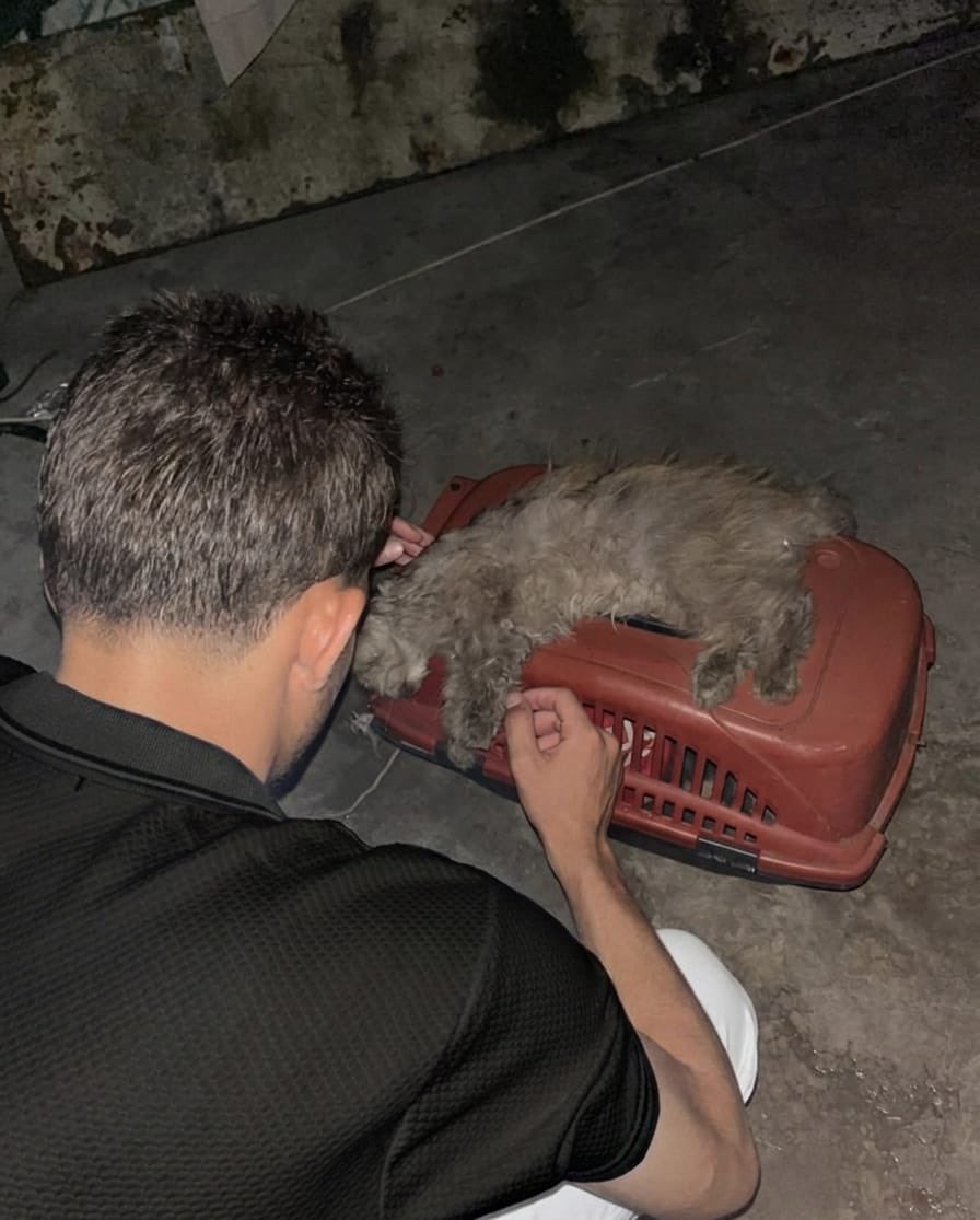 Sharif30Jamal's tweet photo. My beloved cat Lulu is dying. Please, kind people, we need an additional 217$ for her treatment, vitamins, and food. 🙏😭💔 https://t.co/hw2mxbpRkt https://t.co/snotIk7E5t