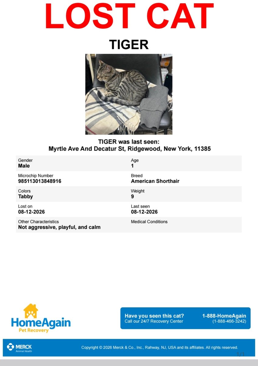 MeowMiya88's tweet photo. 📢🇺🇸🗽🆘️🚨😿💔⏳️Please RT to find Tiger #NYC #missingcat #lostcat #Queens #CatsOfTwitter #CatsOfX @HAPetRescuer https://t.co/37Chkdivpi