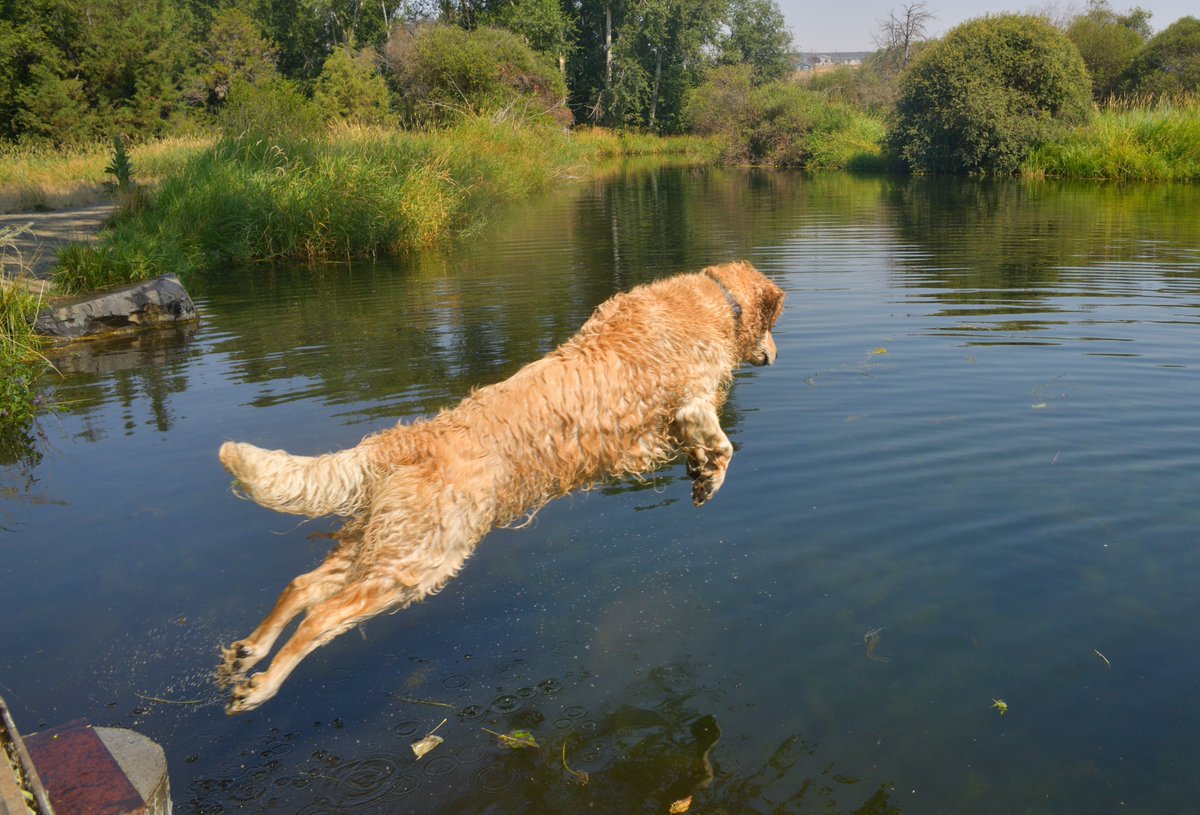 RichRautenstra1's tweet photo. Let me tell you about my best friend. 🐶🐶
River (the big dog) and Meadow at Marr Pond.💦 https://t.co/JYzFaBAilL