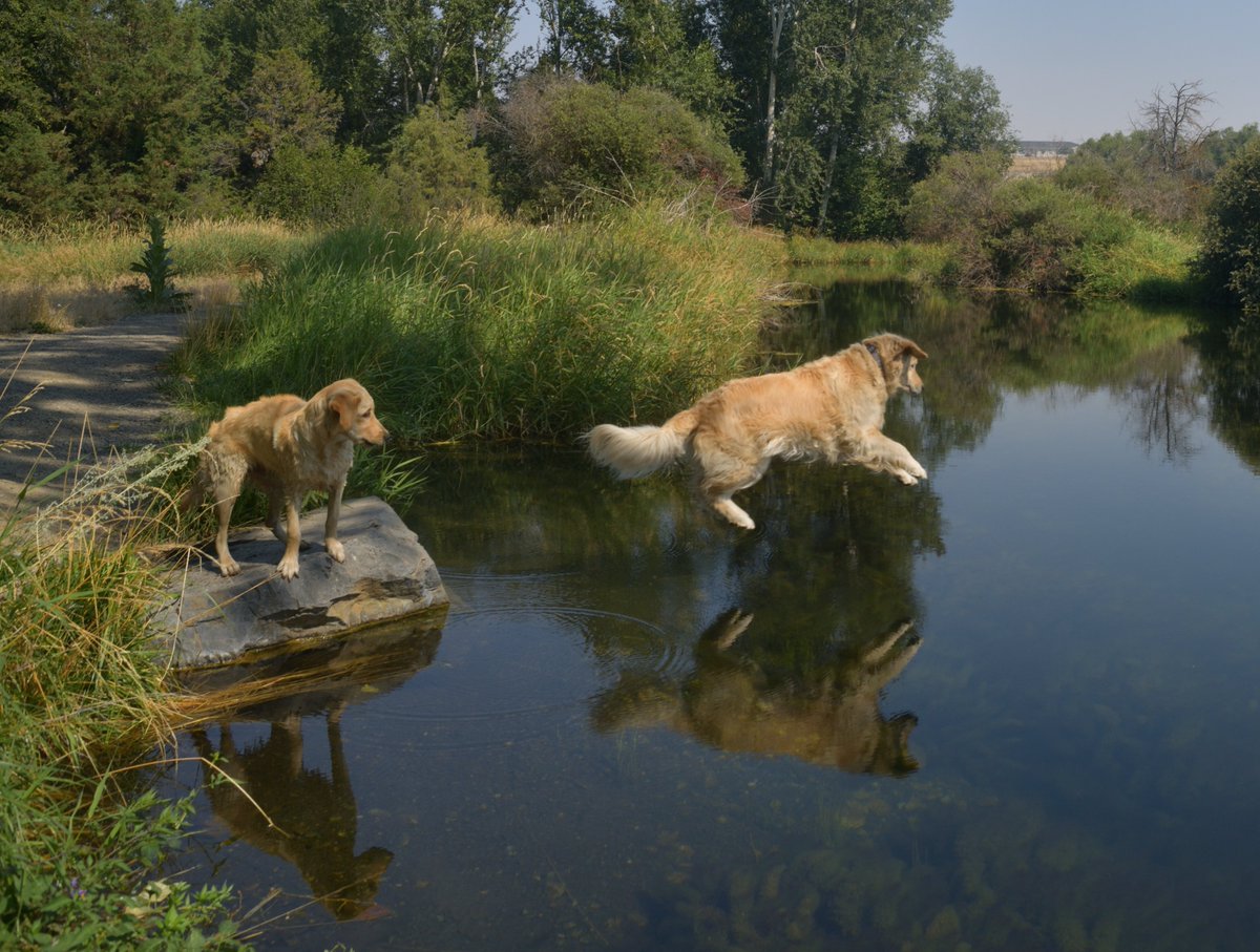 RichRautenstra1's tweet photo. Let me tell you about my best friend. 🐶🐶
River (the big dog) and Meadow at Marr Pond.💦 https://t.co/JYzFaBAilL