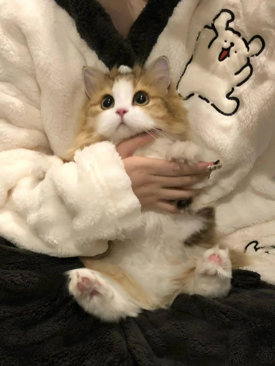GeraldRuscquve's tweet photo. Just caught my cat "helping" me fold laundry—his idea of folding is taking a cozy nap on the clean tee. Best unplanned helper ever! https://t.co/7qtCrMMP85
