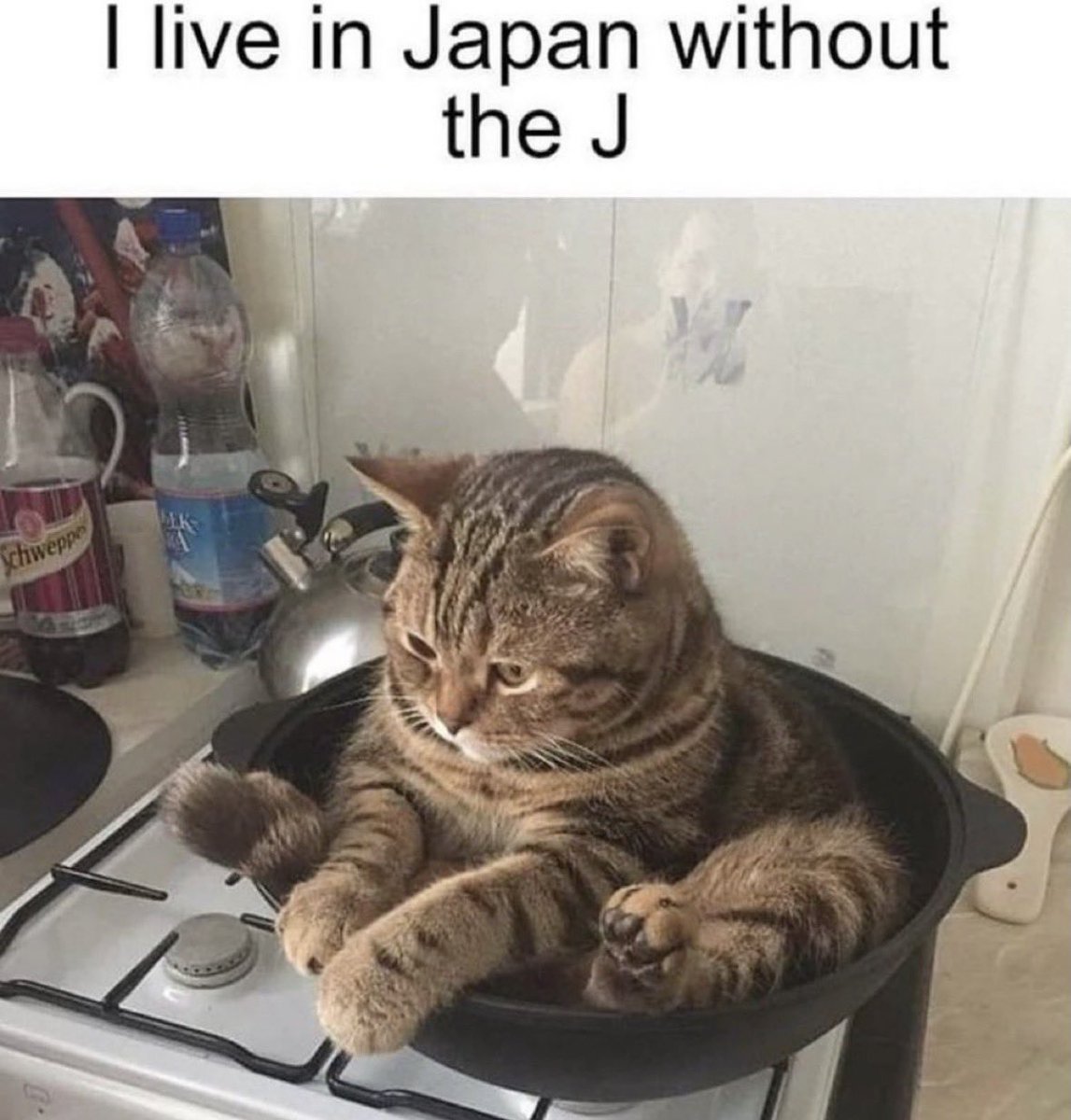 literallymecats's tweet photo. https://t.co/krgXsNmldZ