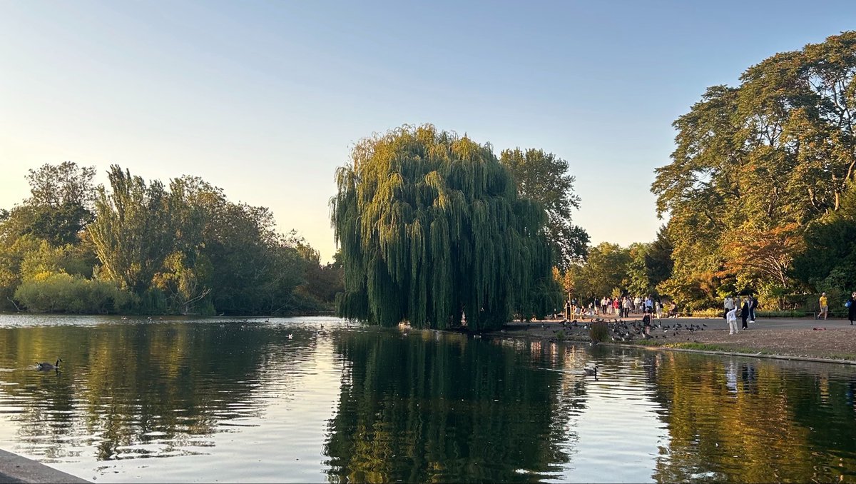 wint3rbunny0's tweet photo. forever mesmerised by willow trees https://t.co/2xA7yiD99D