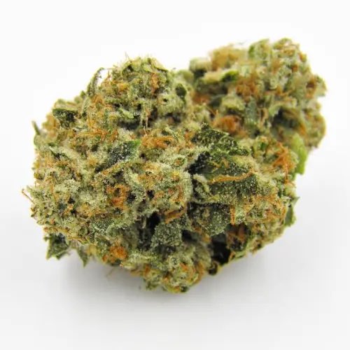 supremeseedbank's tweet photo. Kosher Kush by @DNAGenetics is an award-winning indica-dominant strain known for its heavy body effects, pungent fuel-and-spice aroma, and Los Angeles roots. It won Best Indica at the Cannabis Cup in 2010 and 2011. Originated from clone-only(initially called "Jewish Gold"
• https://t.co/vvVSPJfPNl