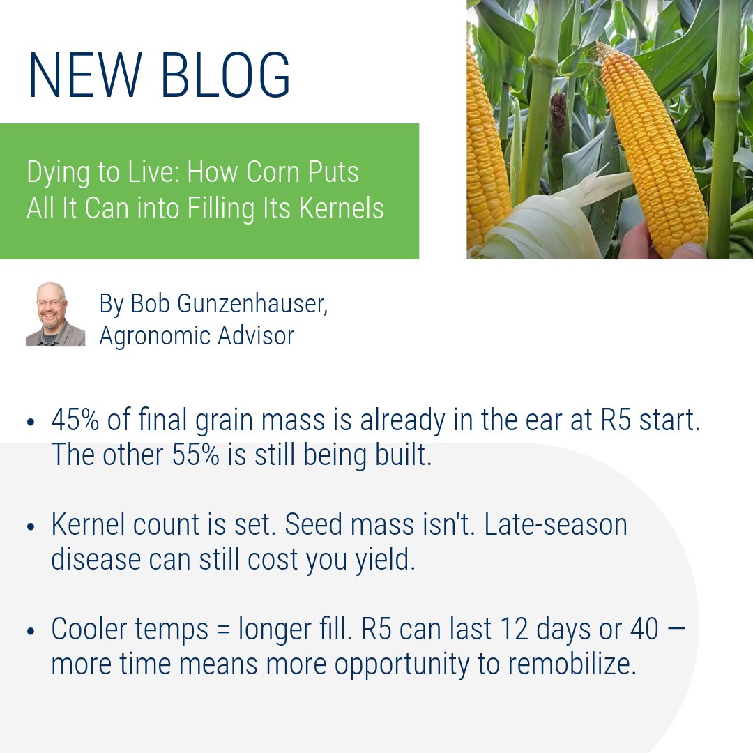 Sentinel_Ag's tweet photo. Your corn is remobilizing nutrients into grain at R5. Late-season heat and disease can impact seed mass. Learn more from @BobGunzy: https://t.co/SHkBQMB4ds #GrainFill #SentinelAg https://t.co/0ZsHGZrMqW