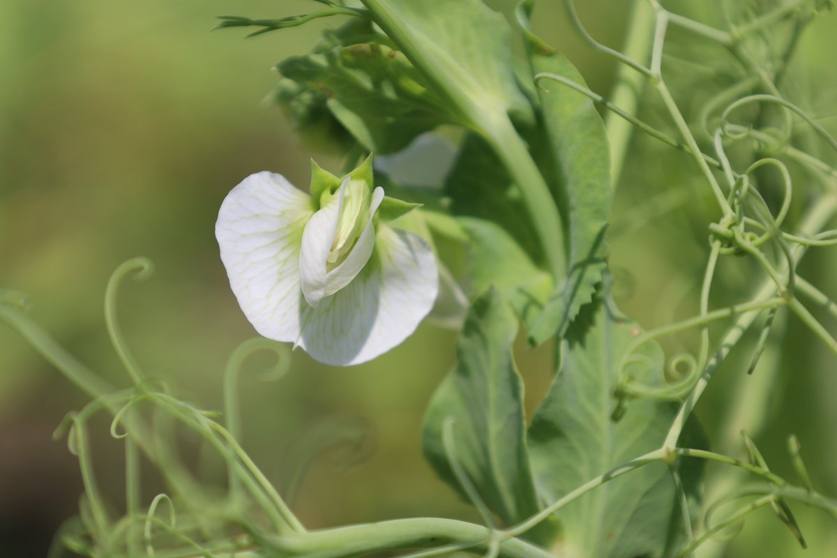 AlbertaPulse's tweet photo. Did you know that APG has an Ascochyta Scorecard calculator on our app? Download the APG app &amp; check out this valuable tool here https://t.co/1ulR6Z2fSK #westcdnag https://t.co/jD1gXbp4Yc