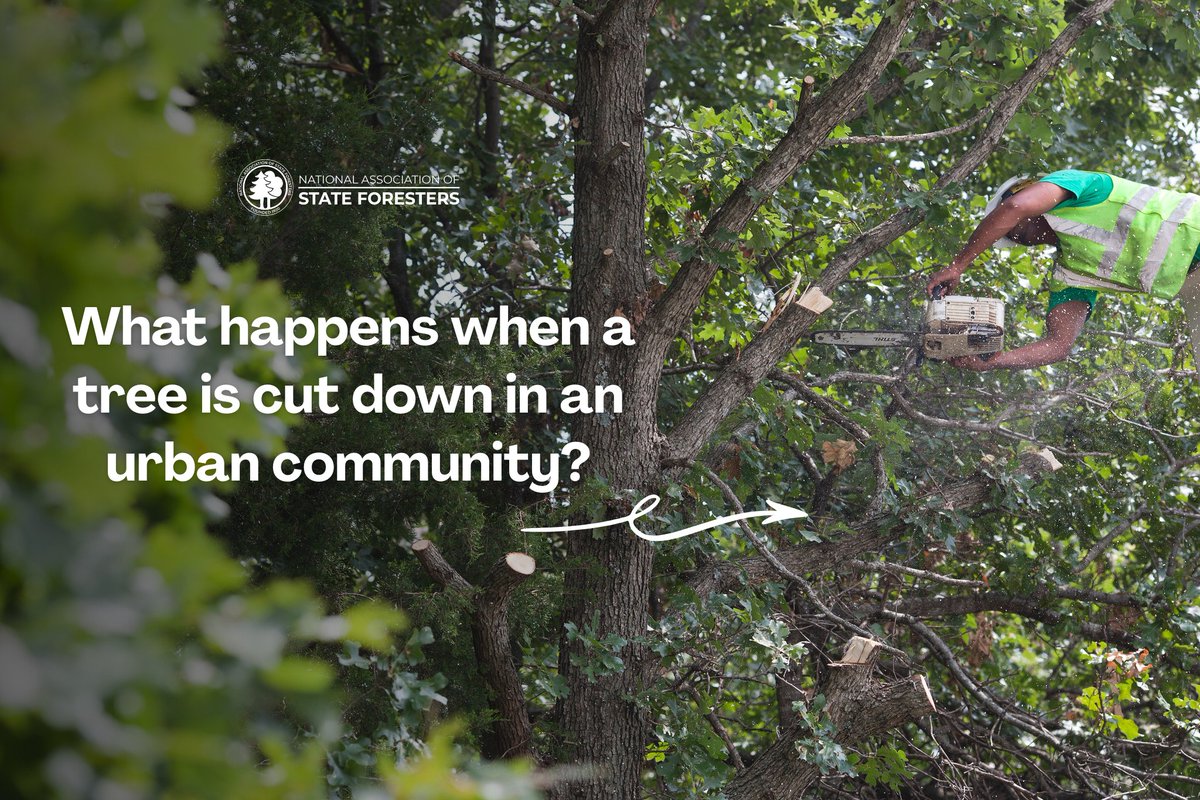 StateForesters's tweet photo. It can be sad when your neighborhood loses a tree, but many communities practice urban wood reuse. 🌳♻️  Trees are removed for many good reasons and they can continue benefitting the community even after being cut down. https://t.co/2zEXkFXScU