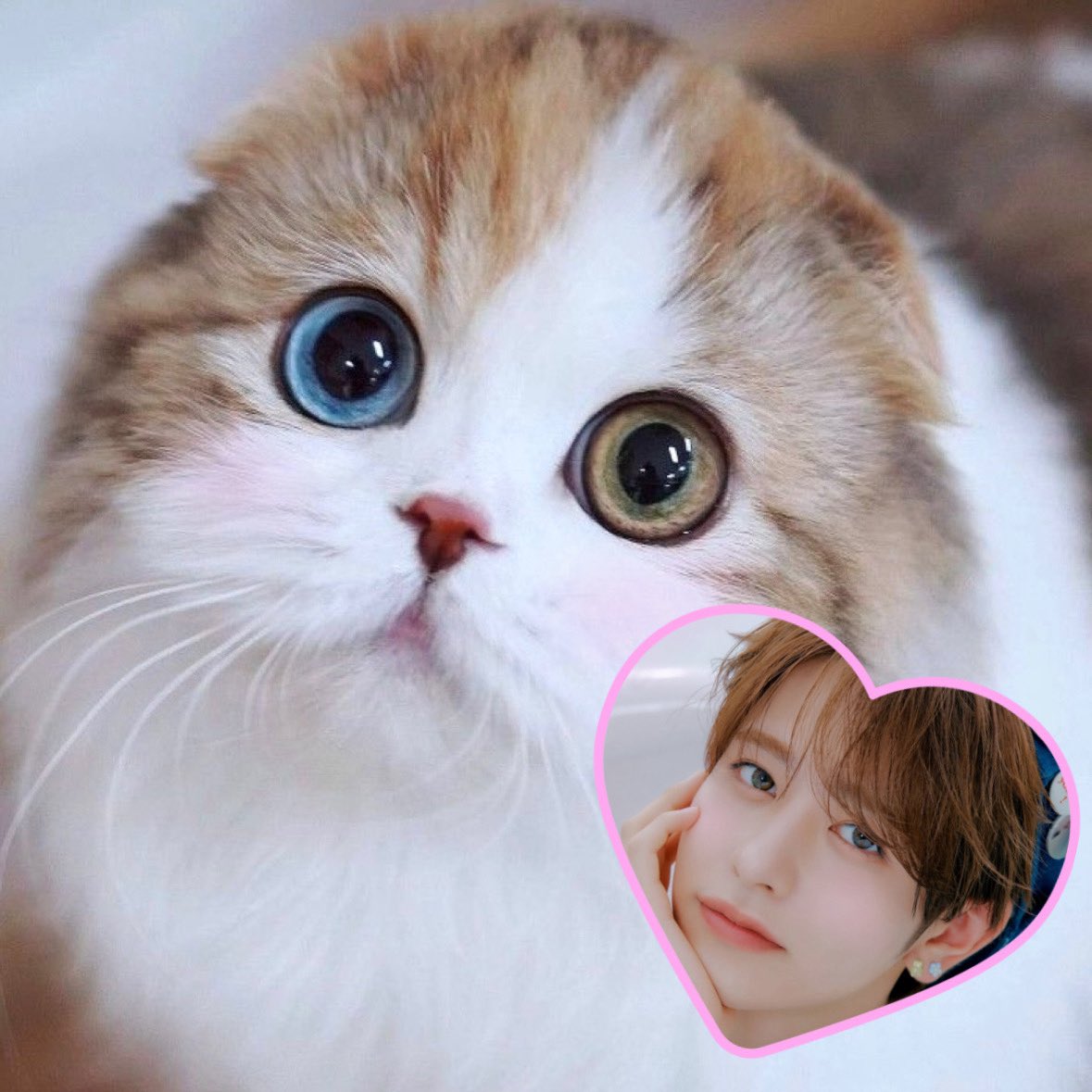 aa_ykaa's tweet photo. 全わたしがあっきーのオッドアイ求めてます🐱🫶🏻💕
➡️きっとこんな感じ🎶 https://t.co/OKPi5BqoLz