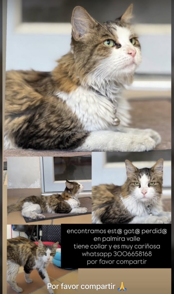 goatz88800's tweet photo. 🚨Gatica encontrada en Palmira, Valle 🚨 https://t.co/6gvHDx0z6d