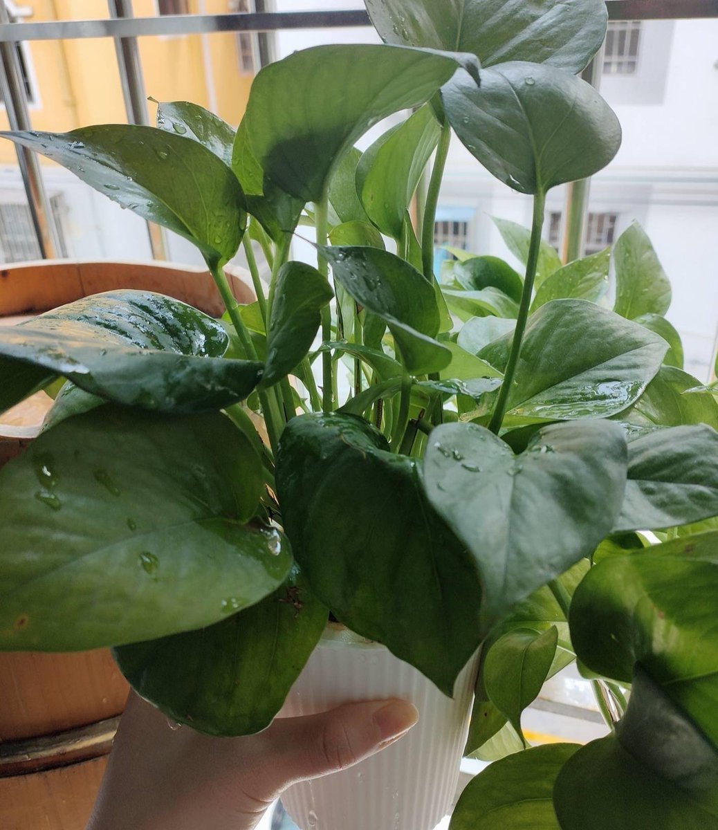 ArielLikinpy's tweet photo. Pro tip for your pothos! Keep its leaves dust-free with a soft damp cloth every 2 weeks to help it breathe better u0026 grow fuller. https://t.co/jqACj8wKUm