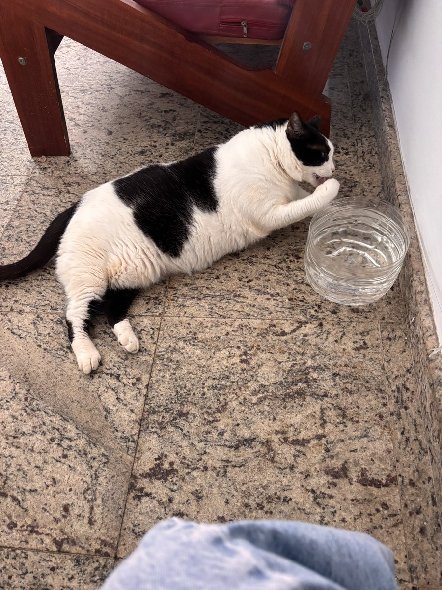 aquuiino's tweet photo. véi o gato de meu pai simplesmente DEITA pra beber água e molha a pata pra levar água à boca https://t.co/wgCzhEOjFp
