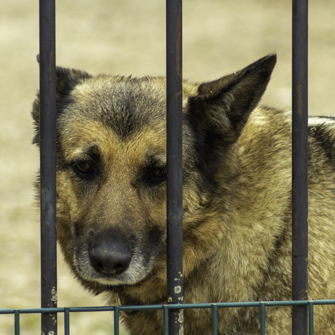 libsoftiktok's tweet photo. Democrat Senate nominee Abdul El-Sayed reportedly oversaw the euthanasia of over 4,600 cats and dogs during his time as the executive director and health officer for the Detroit Health Department.

A former animal control officer described the department's shelter as a "slaughterhouse."

The more you learn about this guy, the worse he gets...