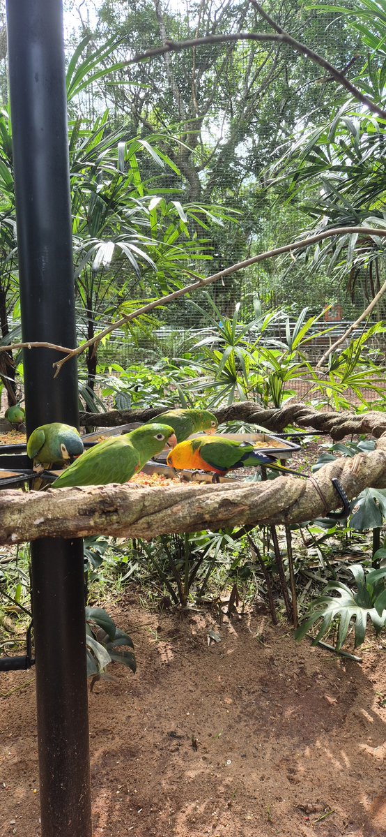 FlavinhaFG_'s tweet photo. Parque das aves - Foz do Iguaçu PR 🤩🐦🕊🦩 https://t.co/pyj1D6CvQt