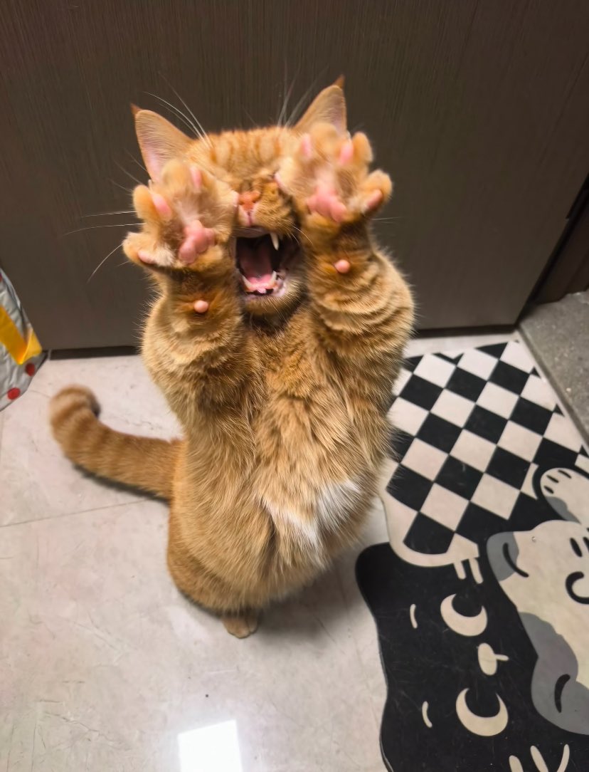 lavenderfinds's tweet photo. Dad! Now! Immediately! Right away! Touch me!!Have to touch even when going to the bathroom…😹
Do they really not give any personal space at all? https://t.co/bGhql0ZQn5