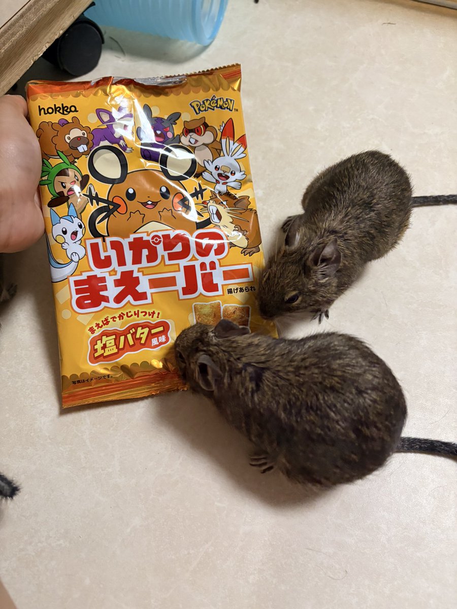 kogetama_Guard's tweet photo. 人間は絶不調ですがネズミは元気です、良いことです
いかりのまえーバーを買いました https://t.co/Lywinyi6Uz