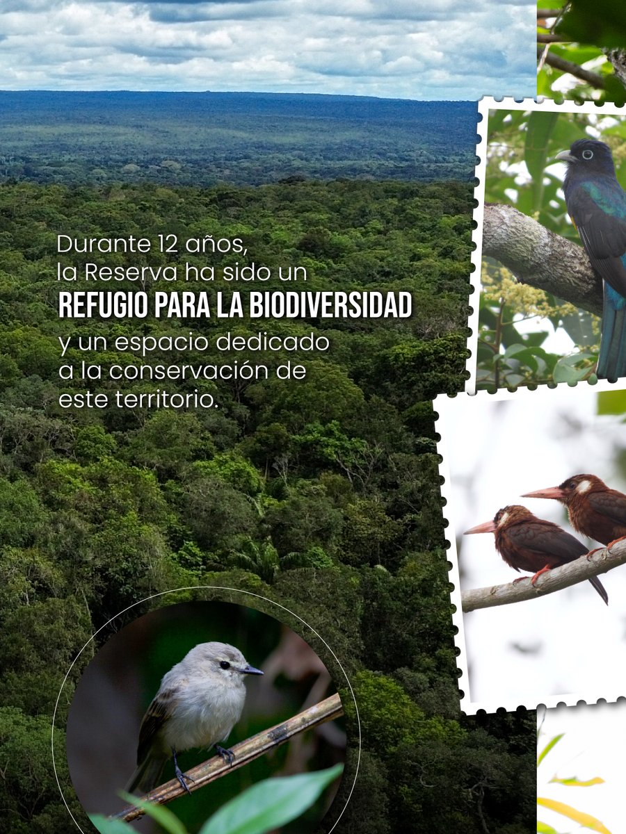 ProAvesColombia's tweet photo. 🦅🌿 ¡12 años de la Reserva ProAves Águila Arpía!
Creada en 2014 para brindar un refugio al majestuoso Águila Arpía, hoy celebramos más de una década trabajando por la biodiversidad de este territorio.
💚 ¡Feliz aniversario!
#AguilaArpia #ProAves #Conservacion #Biodiversidad https://t.co/dt05yuDUWz