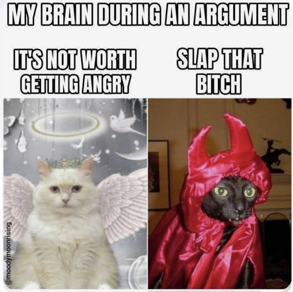 cattribunal's tweet photo. https://t.co/GcUcoSoY5X