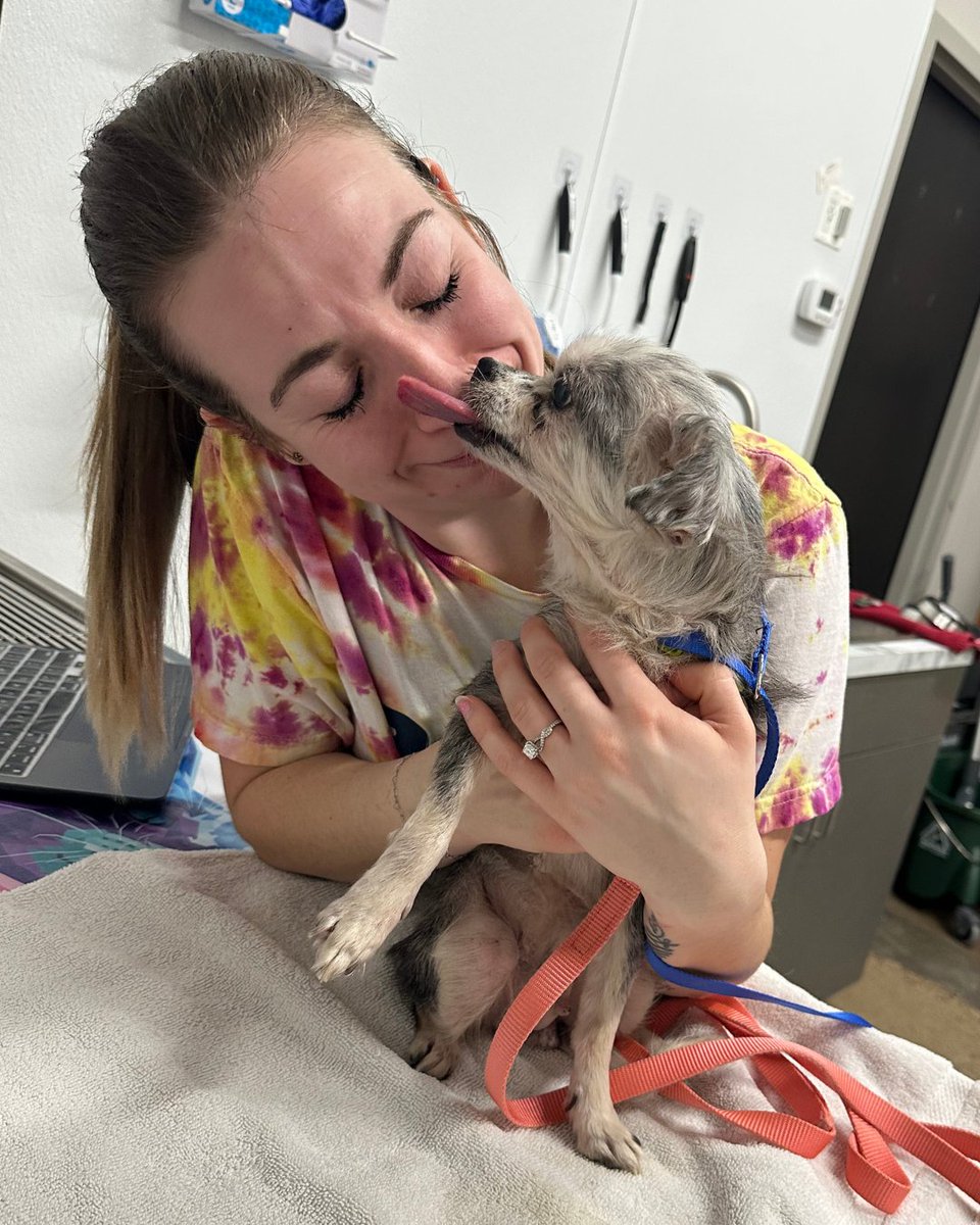 15outof10's tweet photo. This is Carol. She was found in an abandoned home. Her bloodwork showed she has liver disease, and sadly, less than 6 months to live. Thanks to you, we covered her care so she can enjoy her golden years comfortably, and she's since become a grandma to foster kittens in fospice ❤️‍🩹 https://t.co/7SVj7wi61t
