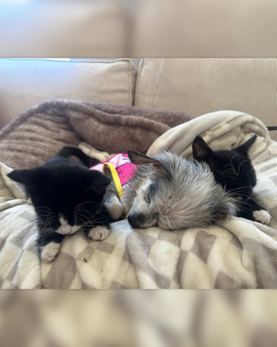 15outof10's tweet photo. This is Carol. She was found in an abandoned home. Her bloodwork showed she has liver disease, and sadly, less than 6 months to live. Thanks to you, we covered her care so she can enjoy her golden years comfortably, and she's since become a grandma to foster kittens in fospice ❤️‍🩹 https://t.co/7SVj7wi61t