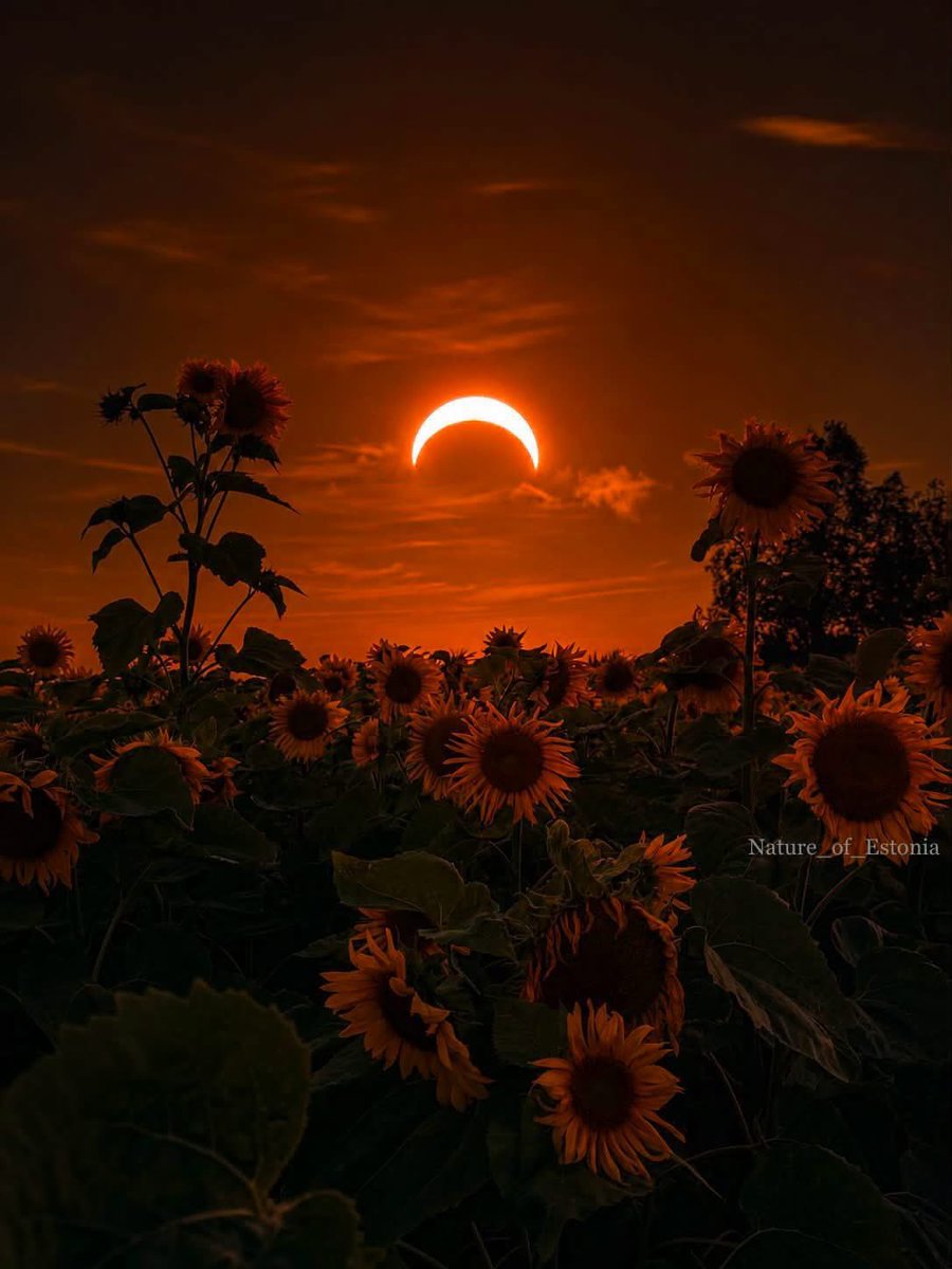 teres3053's tweet photo. @elonmusk 🌻🌻🌻 https://t.co/GsV1OpFeEt