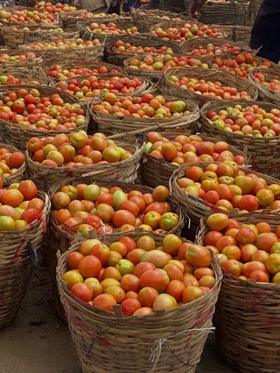 CatiaKyen's tweet photo. The Classic wet-season Jos Tomatoes from Plateau Farms Are Here! 🍅 

I heard that the prices of tomatoes have gone down and this is the best time to buy your tomatoes. This ones are called the raining season tomatoes, Supply is high right now, once the rains stop, prices will likely climb again. 

Prices have crashed in Jos markets (Farin Gada & others).
A basket that was ₦80k–₦140k is now as low as ₦3k–₦8k.

Best time to buy in bulk, make paste, or stock up!

This is happening inside Plateau🙌🏽🫶🏽