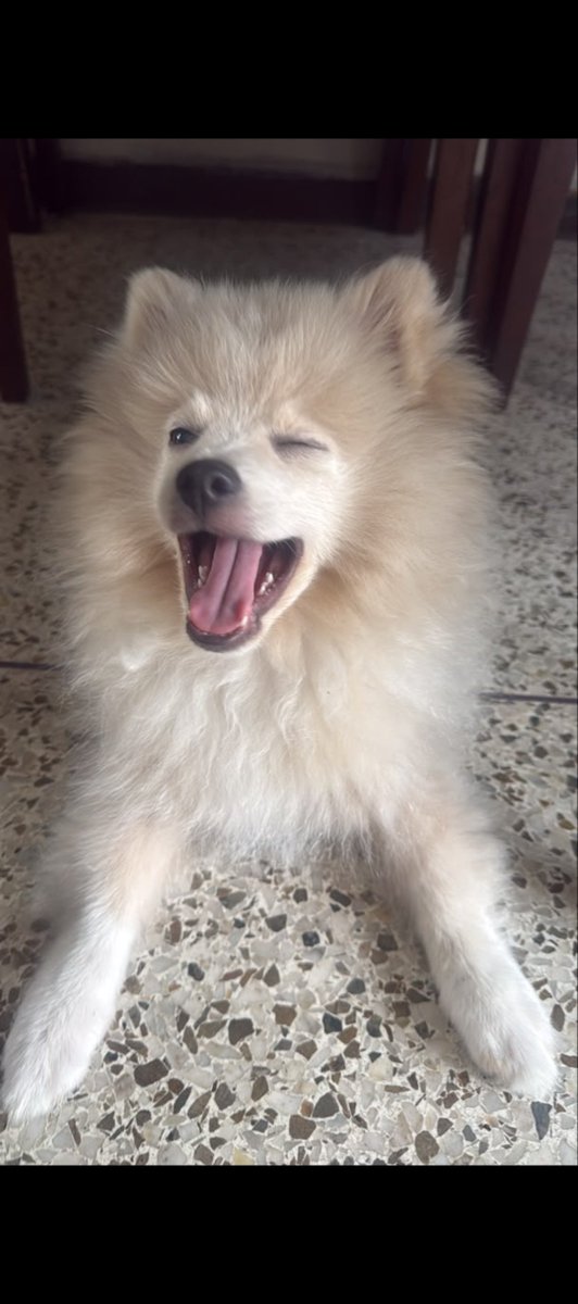 AILEECA10's tweet photo. @lapelirroja06 Gracias a Dios por rescatar a las mascotas nuestra familia 💕💕❤️💕❤️💕 https://t.co/JAYiokCgvF