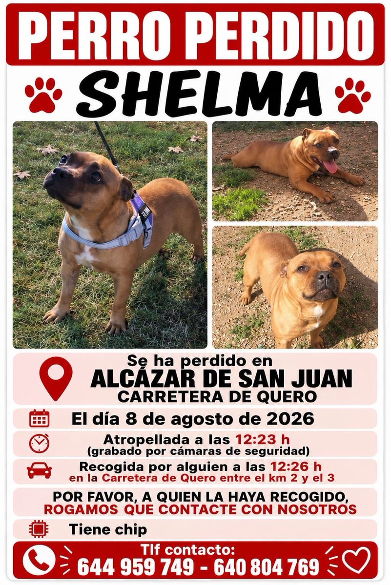 NuevaVidaAdop's tweet photo. 📌DIFUSIÓN EXTERNA #ciudadreal
Shelma ha sido atropellada y RAPTADA en #alcazardesanjuan 
La familia pide difusión,por favor! https://t.co/lmyilyGEfG