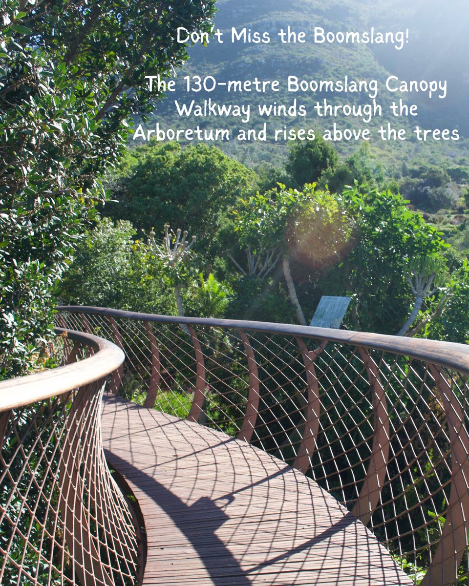 CTBig6's tweet photo. Planning a visit to Kirstenbosch Garden? 🌳🇿🇦
Before you go, there are a few practical things worth knowing. 
🔗  Read the full Kirstenbosch visitor guide: https://t.co/q2bM4GNvfU
#CapeTownBig6 #thingstodoincapetown https://t.co/IkRKMHa5Tv