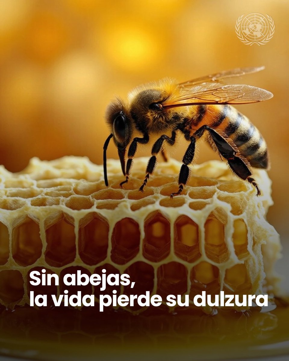 ONU_es's tweet photo. Pequeñas, pero esenciales para el alimento en nuestras mesas.

Las abejas melíferas ayudan a polinizar más del 80 % de los cultivos del mundo, incluidas muchas de las frutas y verduras que consumimos.

🌻 Planta especies nativas.
🍯 Apoya a productores locales.
🚫 Evita pesticidas dañinos.

En el #DíaDeLaAbejaMelífera, cuidemos a quienes ayudan a alimentar el planeta.