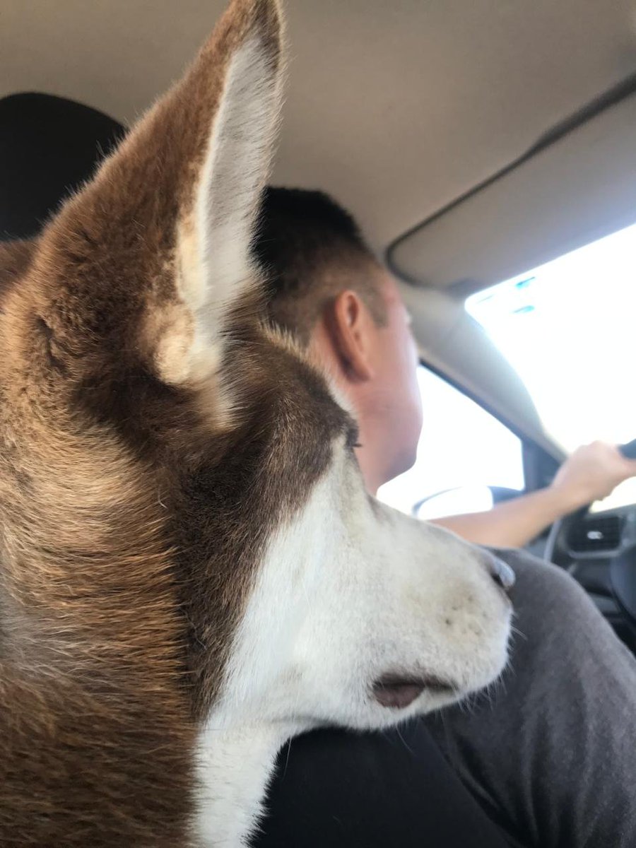 sainos_samuel's tweet photo. Ojos de perro azul, te falle amigo 🥺 https://t.co/yghPwBYCqi
