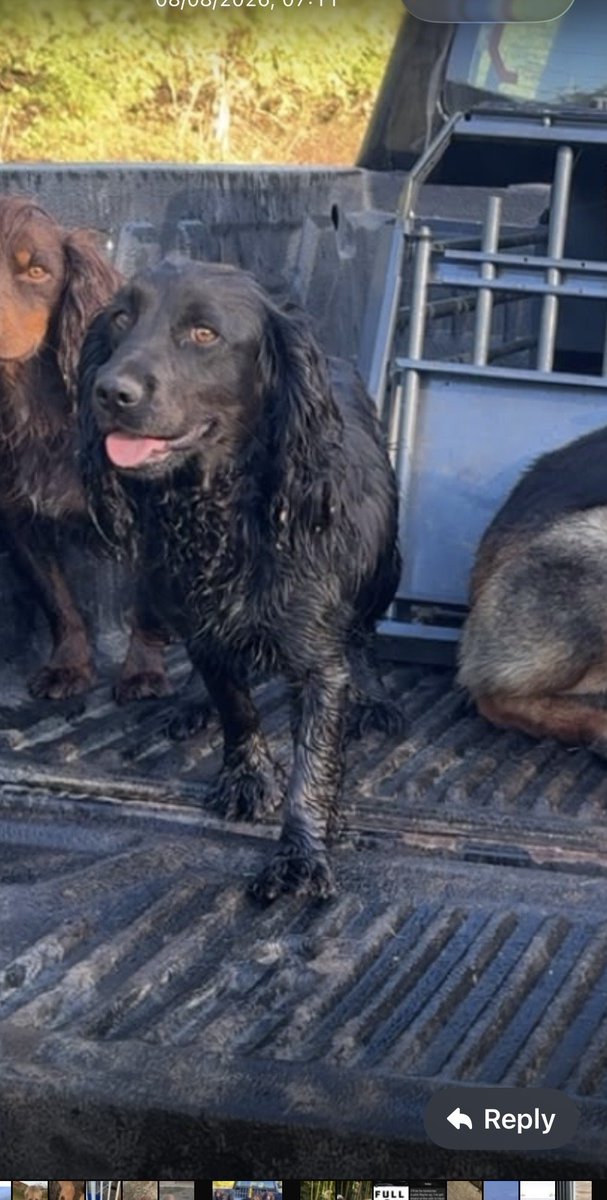 millypod1's tweet photo. Nellie has been found great news
found in Michael’s lane #Fawkham
https://t.co/5AmFD0Lp3j
Betty Still Missing  PLEASE SHARE

🆘11 AUG 2026 #STOLEN Betty &amp; Nellie #ScanMe  
2 Cocker Spaniels Females Penn Lane #IdeHill 
Montreal Estate #Sevenoaks #Kent #TN14 https://t.co/XR5CF641pO https://t.co/RRxyQvx9qI