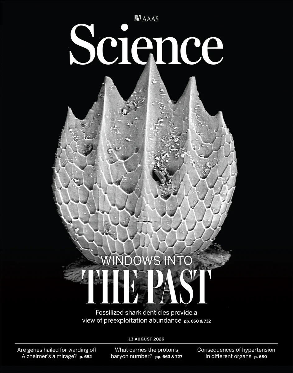 This scanning electron microscope image shows a dermal denticle from a great hammerhead shark (Sphyrna mokarran). Ridges and other features on these toothlike scales reduce drag in fast-swimming sharks. Denticles are shed and preserve in marine sediments, recording past shark assemblages. Fossil denticles from Panama show that Pacific reefs supported 20 times as many sharks as Caribbean reefs before human exploitation and that Caribbean populations have since declined by 75%.

Credit: Erin Dillon and Jorge Isaac Ceballos

