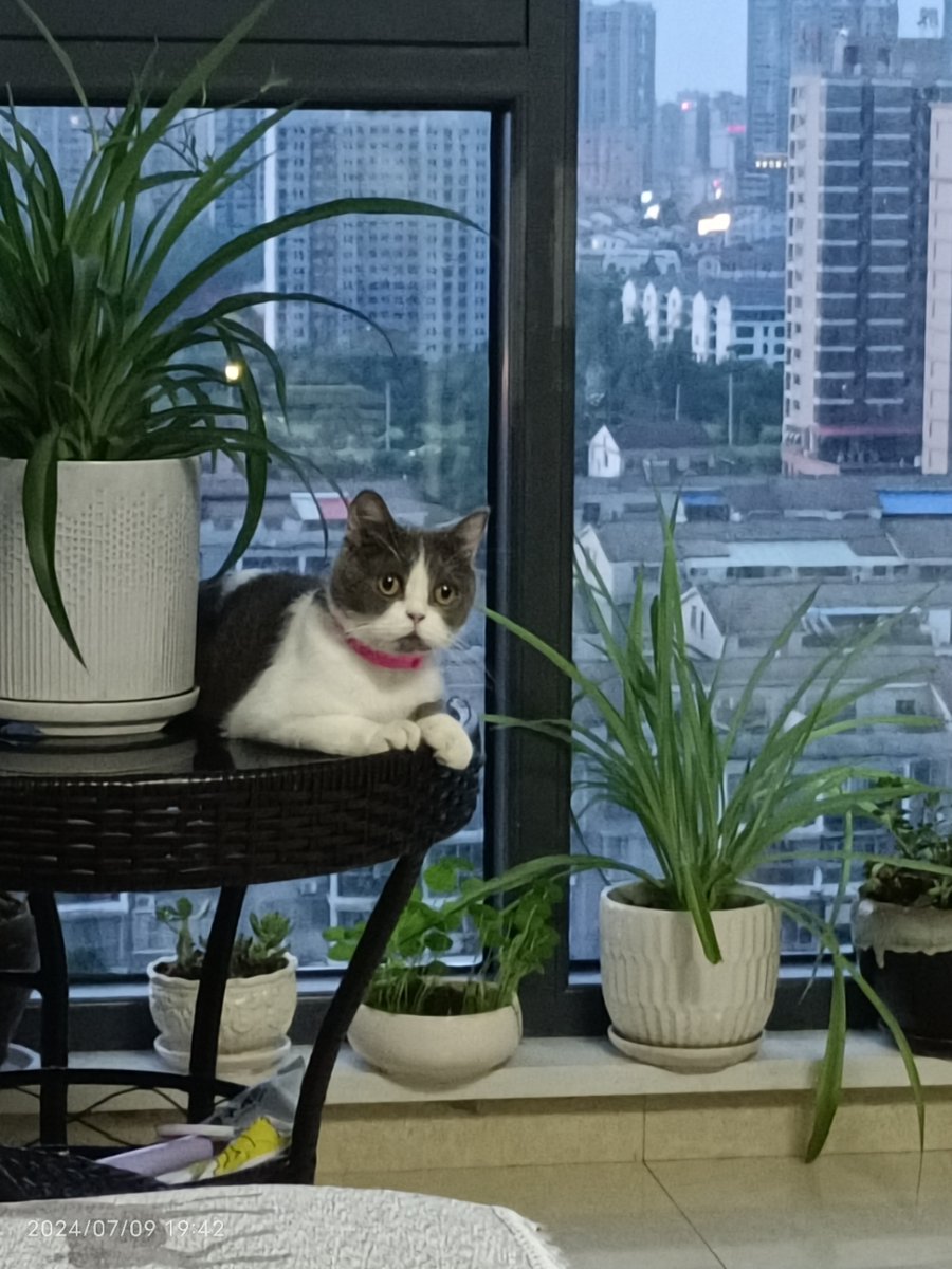 AnonBlue's tweet photo. Nothing beats coming home to a wagging tail and warm purr. Your furry friend’s love is the best pick-me-up after a long day! https://t.co/zqAi3MNSUE
