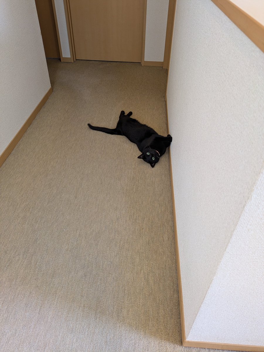 acconyanco's tweet photo. おはニャンございます。
朝からかわいいニャンが落ちてる😁
#黒猫 #猫好きさんと繋がりたい #猫がいる幸せ https://t.co/dk9eHpNk4B