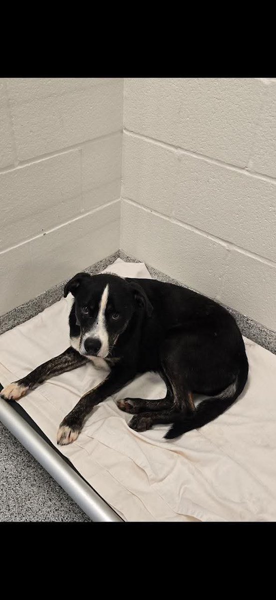 PawsnTails4TX's tweet photo. 🆘🆘BRADLEY #A657979 ‼️ EXTREMELY URGENT
Arrived 6/17
🚨🚨High risk TB☠️ 8/14 for length of stay
✨Has #RESQ interest Needs £FOSTER ASAP
5 years 37lbs
Loves people & treats 🍖🧀🦴
🏥HW+
PLEASE #PLEDGE #FOSTER #ADOPT
Harris County Pets
612 Canino
Houston #TX https://t.co/dTbIDx22x6
