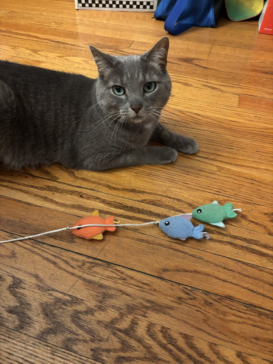JBeurman's tweet photo. Playing with the letterboxd fishies https://t.co/wUCExrwwrd