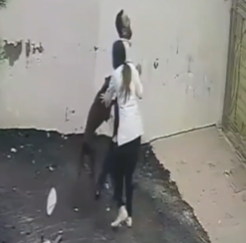 eoroque_'s tweet photo. @NP__Oficial A muie com mais testo que o cara enchendo a porrada no pitbull e o cara gritando https://t.co/dGUhtVnazL