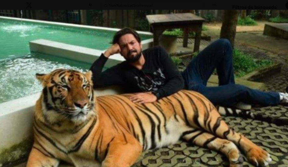 YoAmoaLaCiencia's tweet photo. Homicida con permiso para vender tigres

La SEMARNAT de Alicia Bárcena mantiene vigente el permiso para criar y vender tigres de Roberto Gabriel Lozano Tamez, condenado a 25 años de prisión por homicidio calificado y a quien la propia PROFEPA ya le aseguró dos tigres traficados.

Lozano Tamez fue condenado por el homicidio del empresario Juan Ramón Guadalupe Treviño Garza, ocurrido en Nuevo León en el 2005.

Aunque recibió una sentencia de 25 años de prisión, obtuvo su libertad y posteriormente un tribunal revocó esa resolución y ordenó su reaprehensión en el 2008.

En 2017, durante el gobierno de Enrique Peña Nieto, la SEMARNAT encabezada por Rafael Pacchiano Alamán le otorgó un permiso para criar y comercializar fauna silvestre.

En agosto de 2018, Lozano Tamez y su hijo fueron atacados por uno de los tigres de Bengala que mantenían en su rancho de Baca, Yucatán. 

Al revisar sus antecedentes, las autoridades descubrieron que existía una orden para reaprehenderlo por el homicidio.

La PROFEPA inspeccionó el rancho y Lozano Tamez no presentó la documentación necesaria para acreditar la legal procedencia de sus dos tigres de Bengala, por lo que se aseguraron por ser animales traficados y se trasladaron al Zoológico del Centenario.

Lozano Tamez permaneció entrando y saliendo de hospitales durante dos años por “las lesiones del ataque” mientras sus abogados promovieron recursos contra su detención. 

No encontramos evidencia pública que permita confirmar que finalmente haya sido trasladado a Nuevo León para cumplir la sentencia.

María Luisa Albores al frente de la SEMARNAT, durante el sexenio de López Obrador, tampoco le retiró el permiso para comercializar tigres y tampoco lo ha hecho Alicia Bárcena.

La SEMARNAT debe explicar qué requisitos exige a quienes reciben los permisos para comercializar tigres, que ni siquiera los antecedentes penales son considerados.

En este caso ya se encuentra una condena por homicidio, un ataque de un tigre e incluso dos ejemplares ilegales y aún así nada de eso ha sido suficiente para que la SEMARNAT le retire el permiso para criar y vender tigres.

¿Qué tendría que ocurrir para que una autorización de este tipo sea revocada?