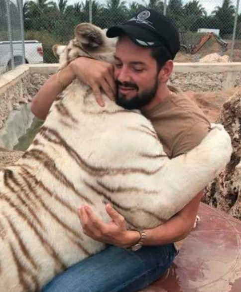 YoAmoaLaCiencia's tweet photo. Homicida con permiso para vender tigres

La SEMARNAT de Alicia Bárcena mantiene vigente el permiso para criar y vender tigres de Roberto Gabriel Lozano Tamez, condenado a 25 años de prisión por homicidio calificado y a quien la propia PROFEPA ya le aseguró dos tigres traficados.

Lozano Tamez fue condenado por el homicidio del empresario Juan Ramón Guadalupe Treviño Garza, ocurrido en Nuevo León en el 2005.

Aunque recibió una sentencia de 25 años de prisión, obtuvo su libertad y posteriormente un tribunal revocó esa resolución y ordenó su reaprehensión en el 2008.

En 2017, durante el gobierno de Enrique Peña Nieto, la SEMARNAT encabezada por Rafael Pacchiano Alamán le otorgó un permiso para criar y comercializar fauna silvestre.

En agosto de 2018, Lozano Tamez y su hijo fueron atacados por uno de los tigres de Bengala que mantenían en su rancho de Baca, Yucatán. 

Al revisar sus antecedentes, las autoridades descubrieron que existía una orden para reaprehenderlo por el homicidio.

La PROFEPA inspeccionó el rancho y Lozano Tamez no presentó la documentación necesaria para acreditar la legal procedencia de sus dos tigres de Bengala, por lo que se aseguraron por ser animales traficados y se trasladaron al Zoológico del Centenario.

Lozano Tamez permaneció entrando y saliendo de hospitales durante dos años por “las lesiones del ataque” mientras sus abogados promovieron recursos contra su detención. 

No encontramos evidencia pública que permita confirmar que finalmente haya sido trasladado a Nuevo León para cumplir la sentencia.

María Luisa Albores al frente de la SEMARNAT, durante el sexenio de López Obrador, tampoco le retiró el permiso para comercializar tigres y tampoco lo ha hecho Alicia Bárcena.

La SEMARNAT debe explicar qué requisitos exige a quienes reciben los permisos para comercializar tigres, que ni siquiera los antecedentes penales son considerados.

En este caso ya se encuentra una condena por homicidio, un ataque de un tigre e incluso dos ejemplares ilegales y aún así nada de eso ha sido suficiente para que la SEMARNAT le retire el permiso para criar y vender tigres.

¿Qué tendría que ocurrir para que una autorización de este tipo sea revocada?