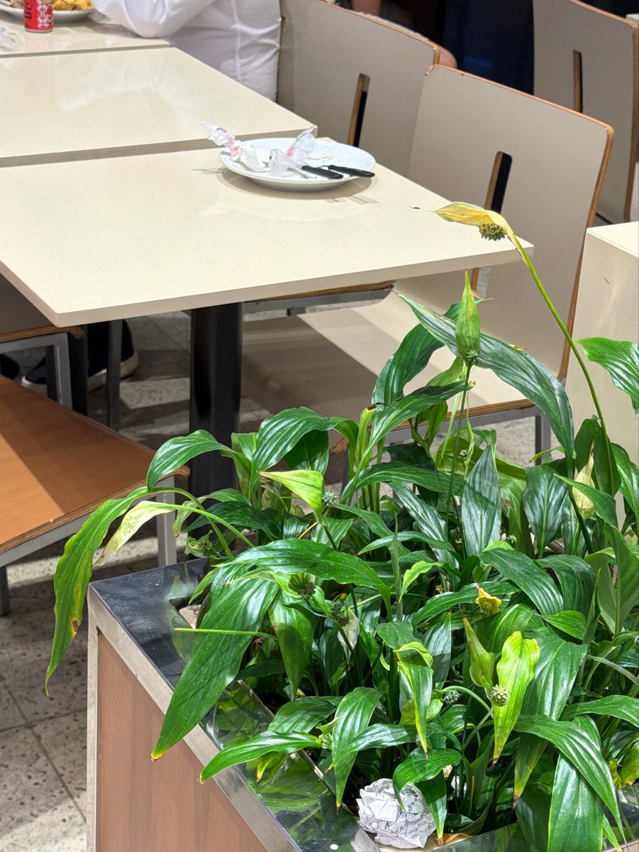 SamPancher's tweet photo. As pessoas em Brasília precisam urgentemente aprender a retirar a bandeja depois que comem numa praça de alimentação.

Como paulista eu me sinto pessoalmente ofendido com essas cenas https://t.co/zN2GjfDwJn